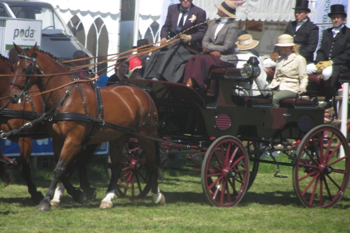 20130607_roskilde_dyreskue_029